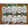 Jinxiang Normal White Garlic With Competitive Price